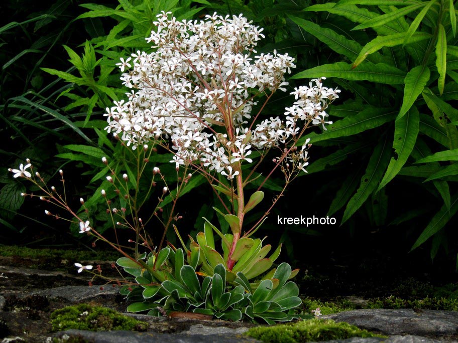 Saxifraga paniculata