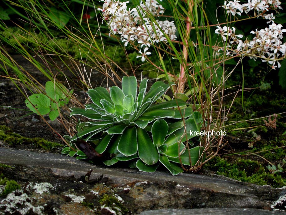 Saxifraga paniculata