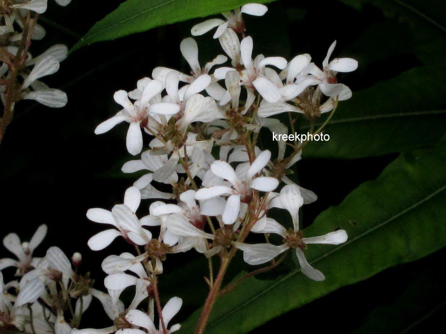 Saxifraga paniculata