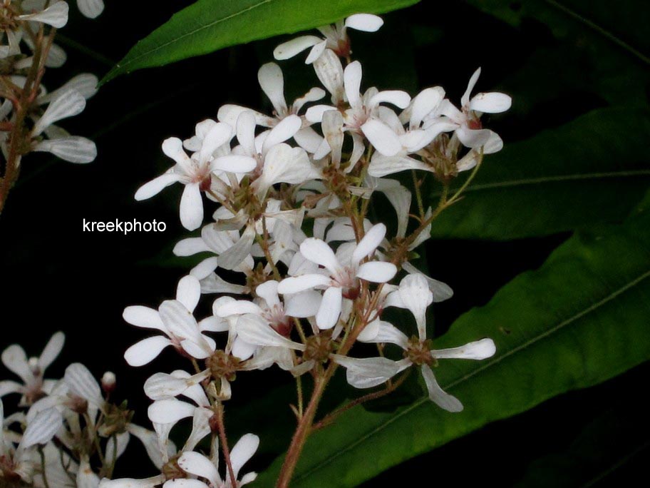 Saxifraga paniculata