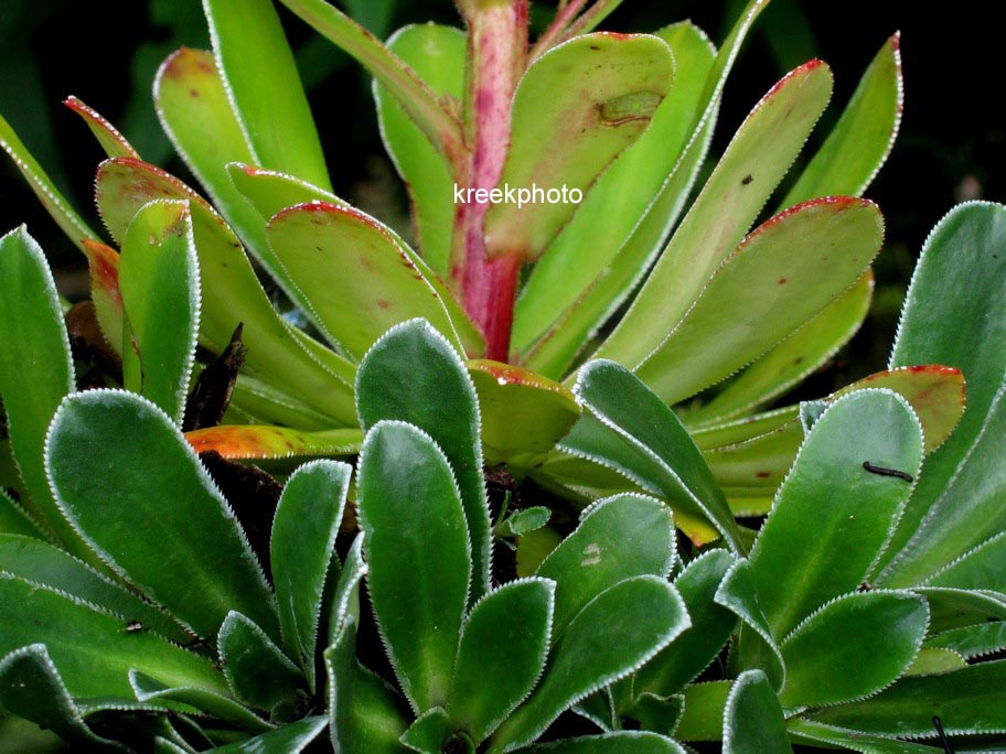 Saxifraga paniculata