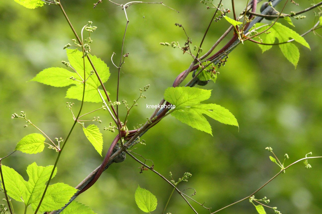 Vitis vinifera