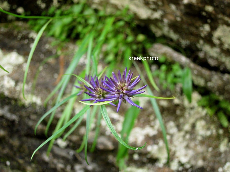 Phyteuma scheuchzeri