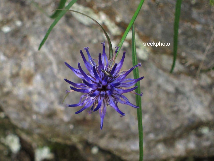 Phyteuma scheuchzeri