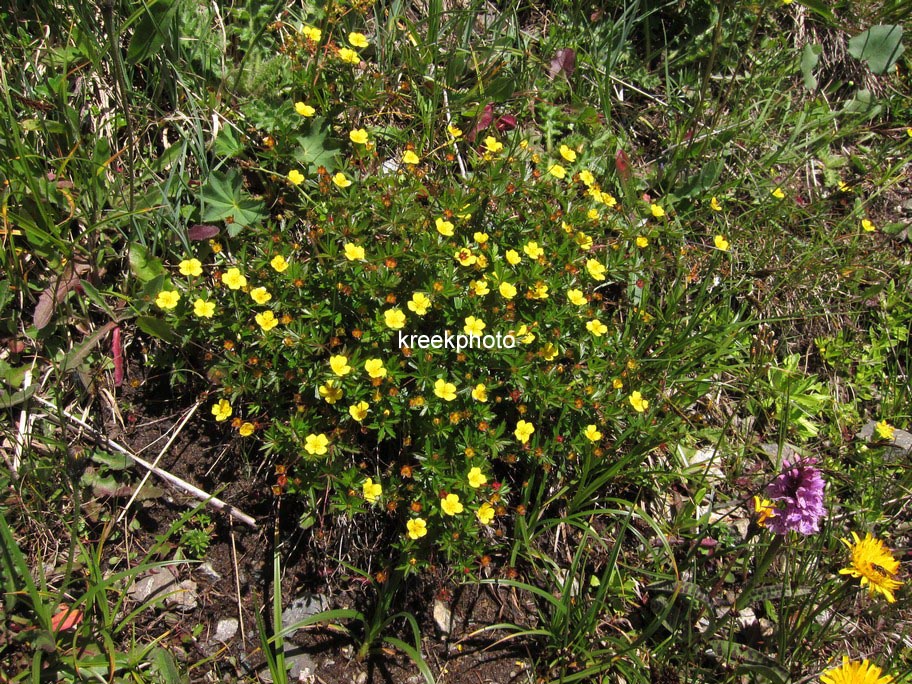 Potentilla erecta