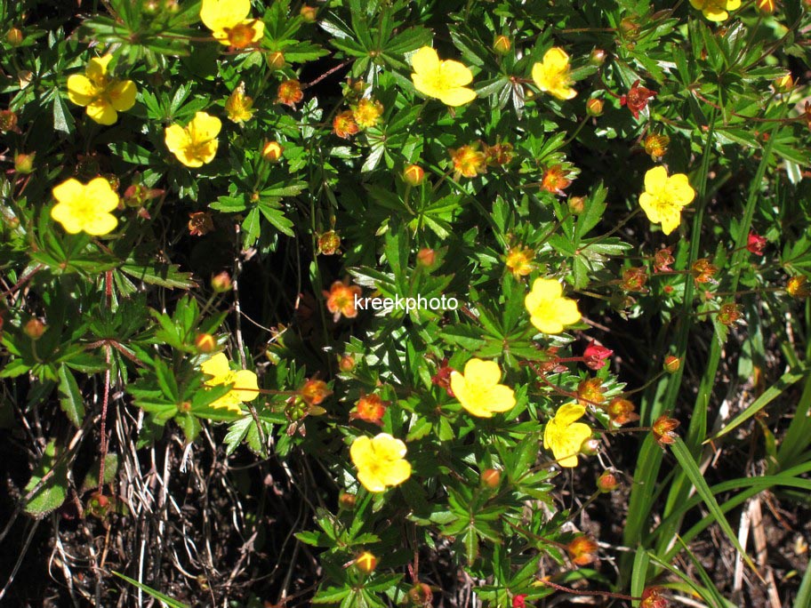 Potentilla erecta