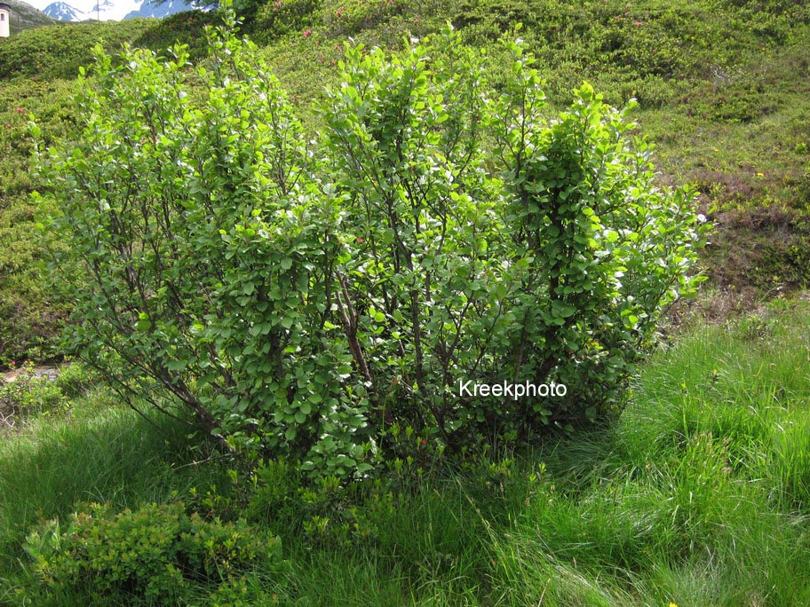 Alnus viridis