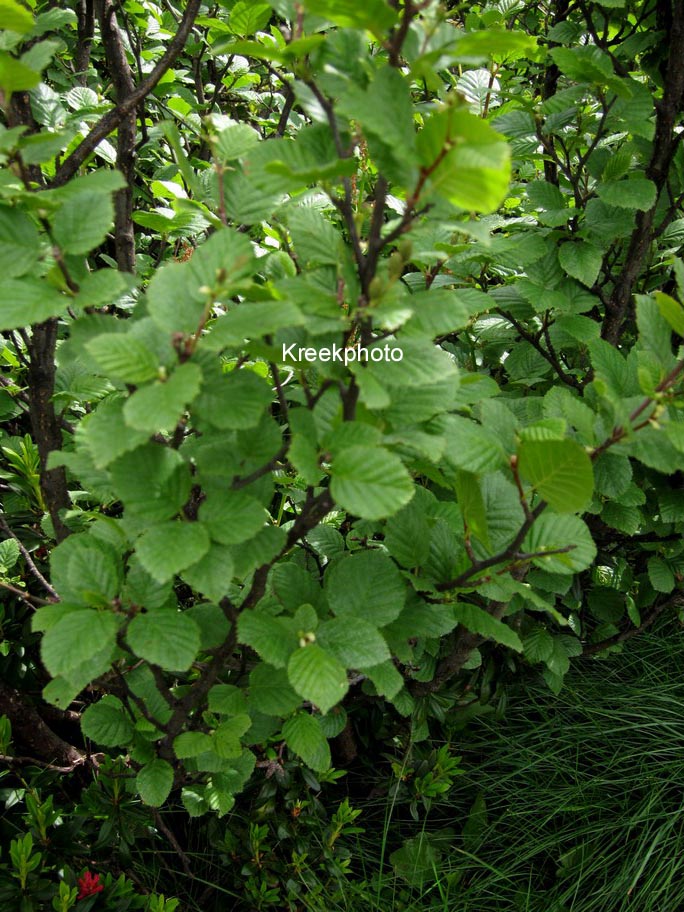 Alnus viridis