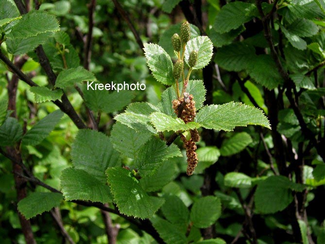 Alnus viridis