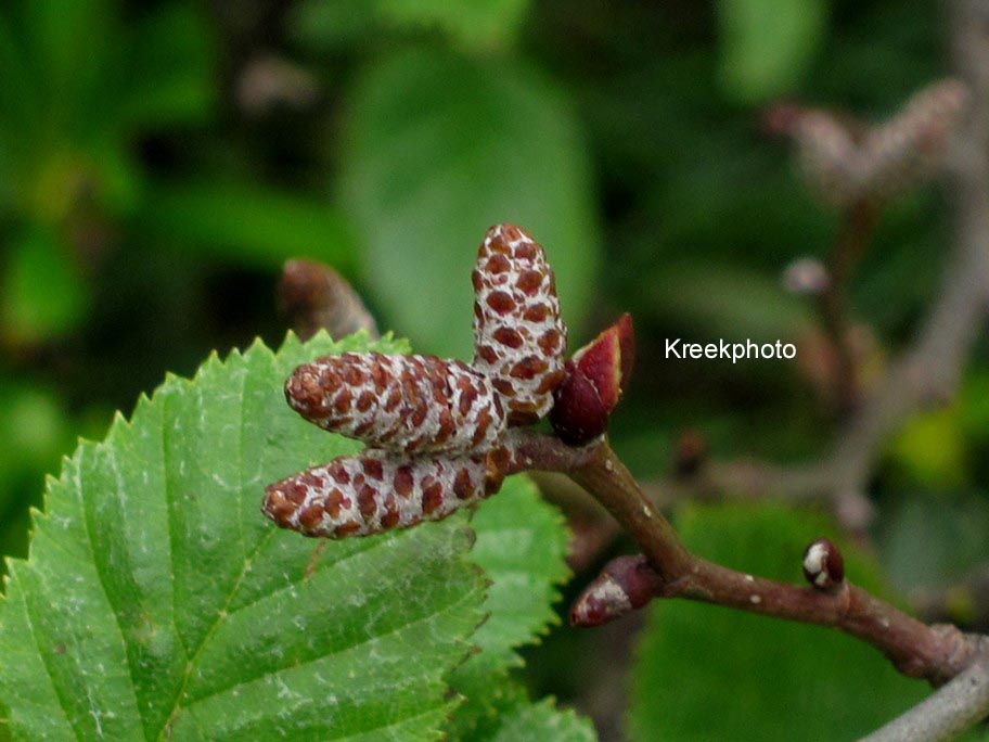 Alnus viridis