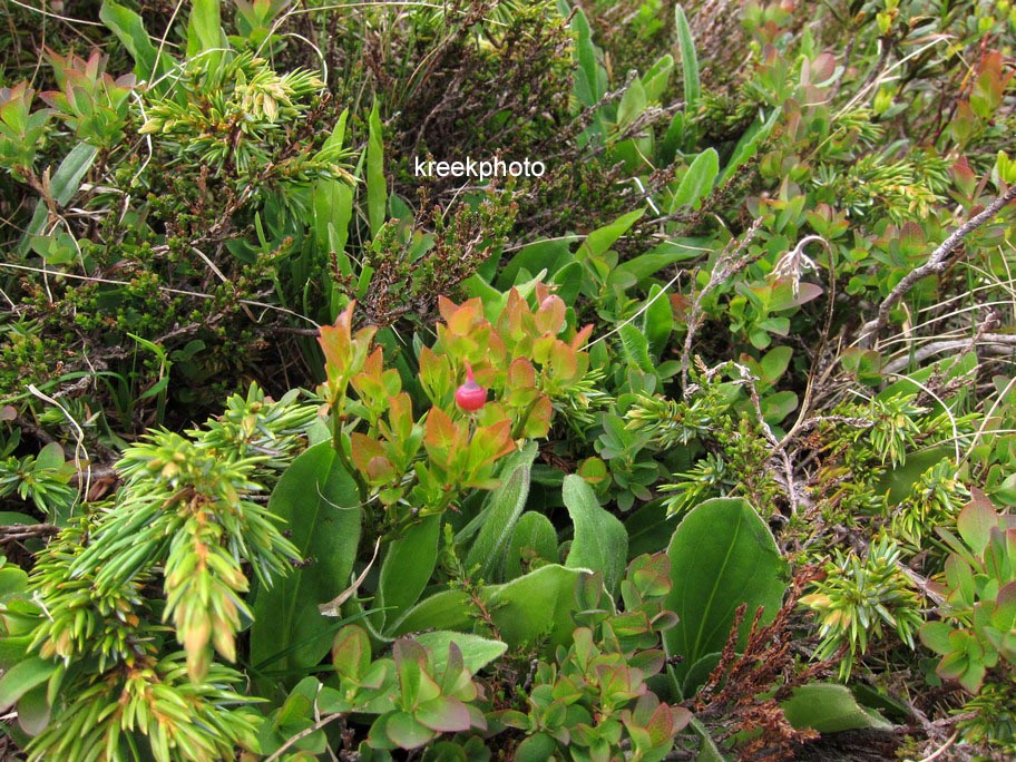 Vaccinium myrtillus