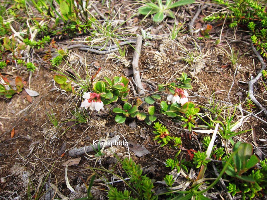 Arctostaphylos uva-ursi