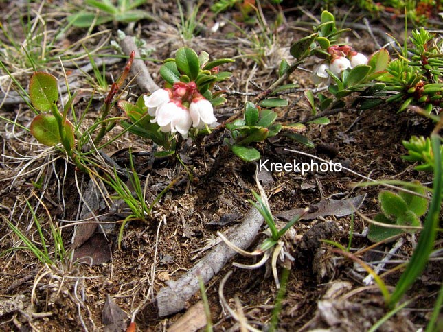 Arctostaphylos uva-ursi