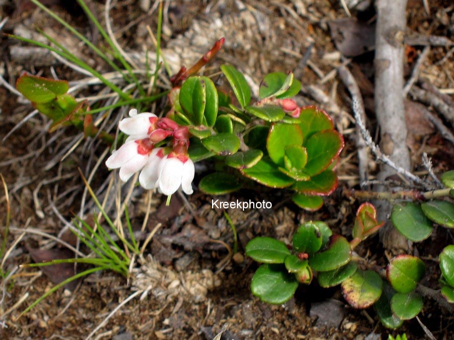 Arctostaphylos uva-ursi