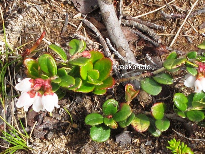 Arctostaphylos uva-ursi