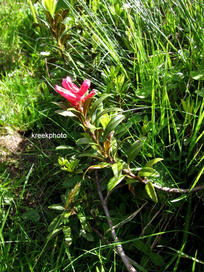 Rhododendron ferrugineum