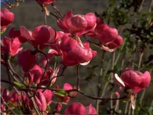 Magnolia 'Joe McDaniel'