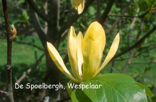 Magnolia 'Olivia' (98109)
