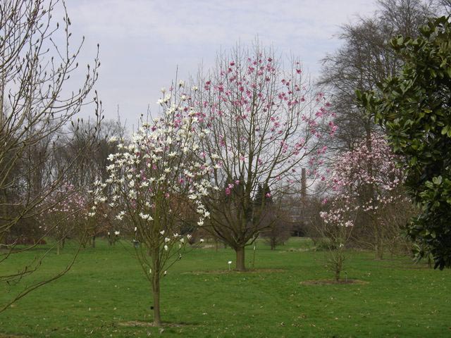 Magnolia 'Purple Breeze'