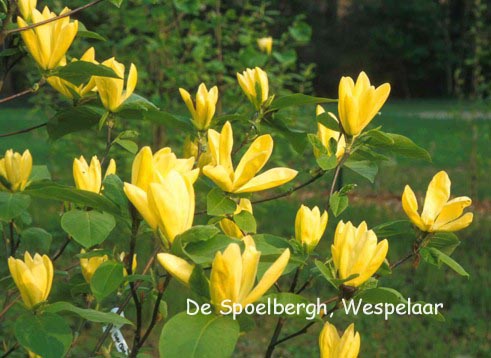 Magnolia 'Daphne'