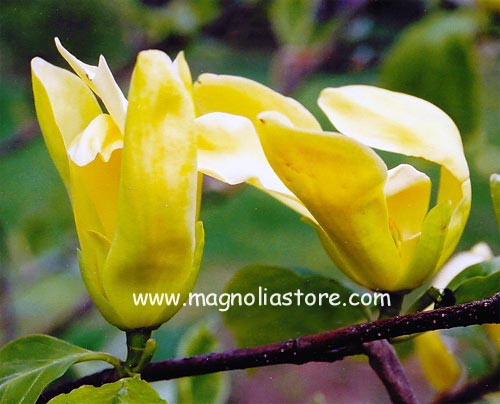 Magnolia 'Green Bee'