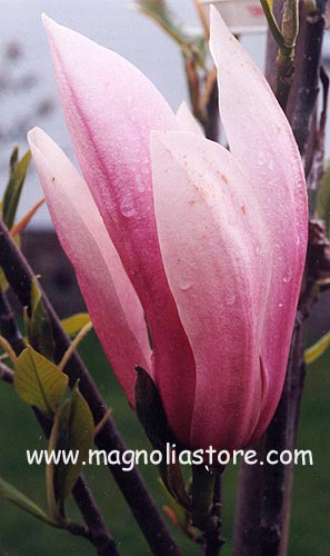 Magnolia 'Sentinel'