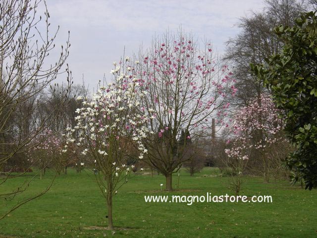 Magnolia 'Cecil Nice'