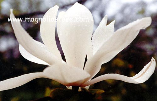 Magnolia 'White Mystery' (98136)