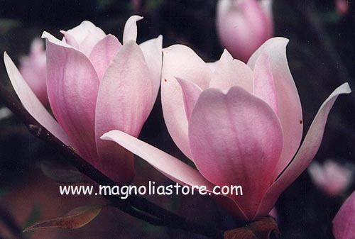 Magnolia soulangeana 'Beugnon' (98138)