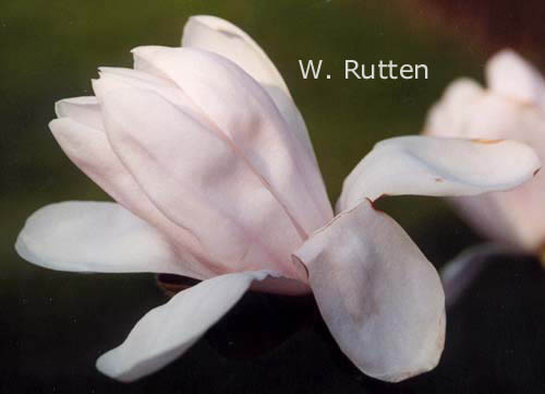 Magnolia 'Alixeed'