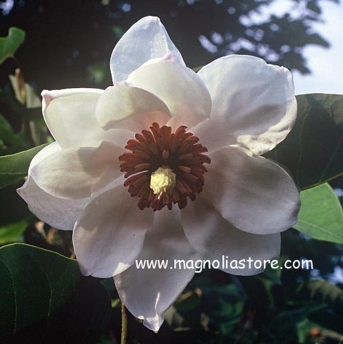Magnolia sieboldii 'Min Pyong Gal' (98144)