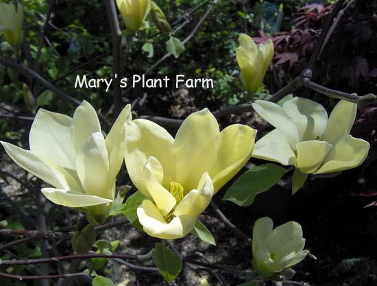 Magnolia 'Golden Gift'