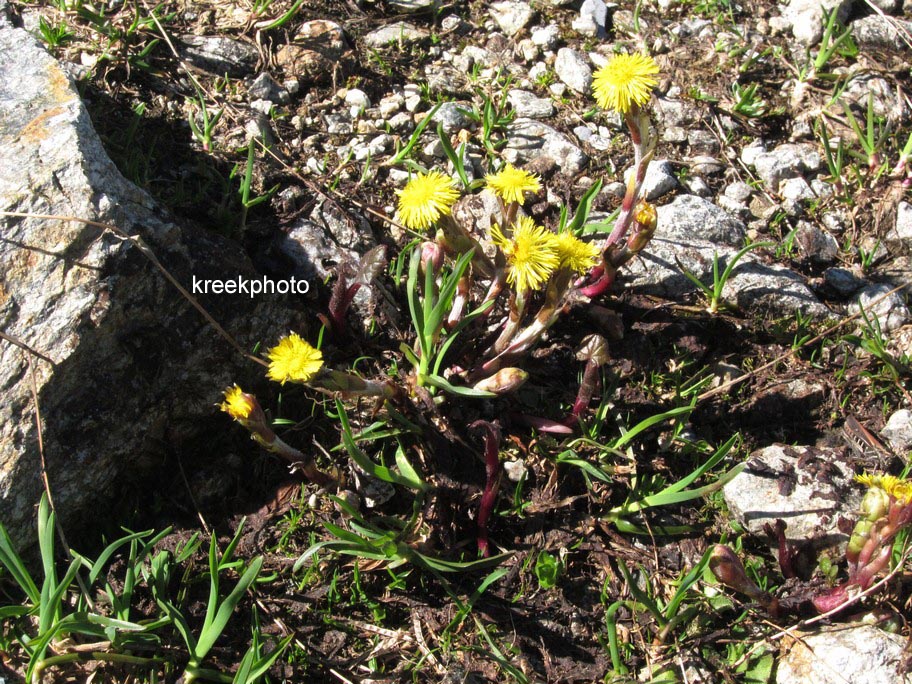 Tussilago farfara