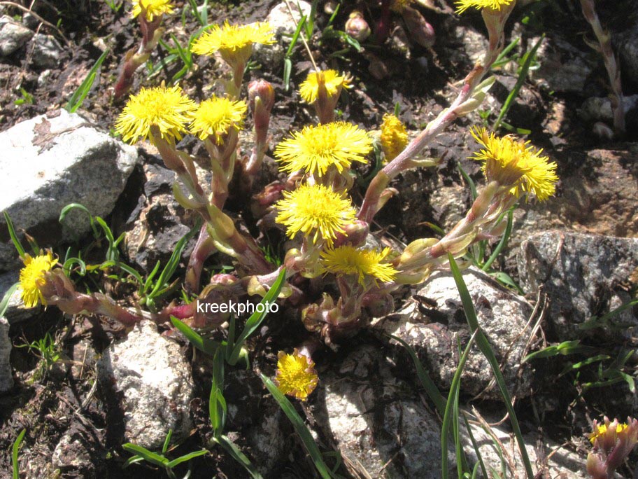 Tussilago farfara