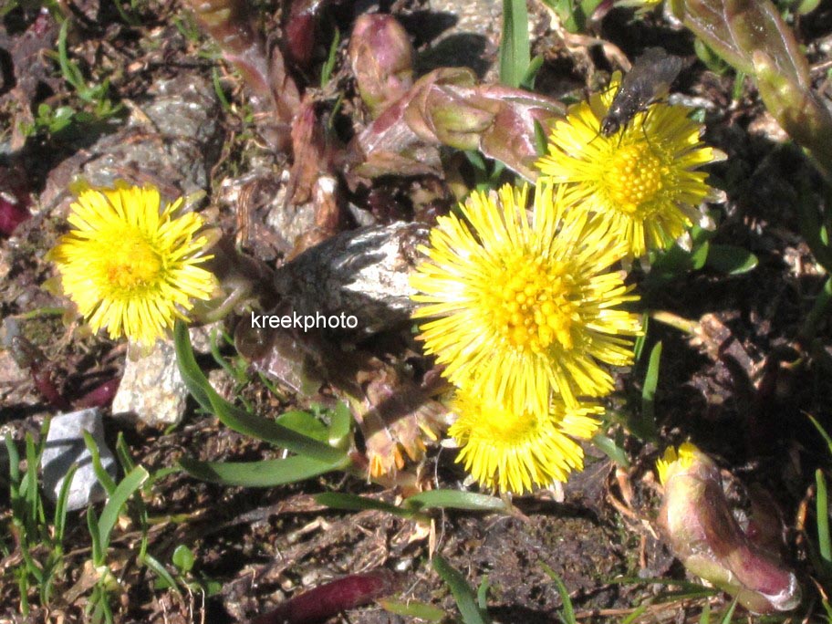 Tussilago farfara