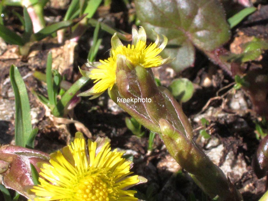 Tussilago farfara