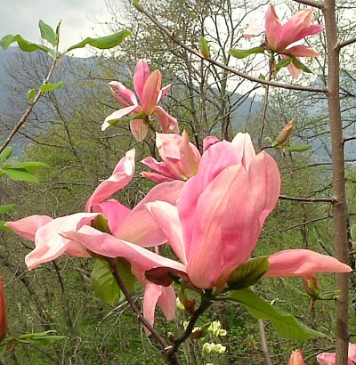 Magnolia 'Daybreak'