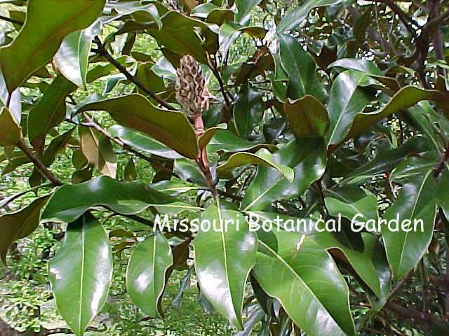 Magnolia grandiflora 'Bracken's Brown Beauty'
