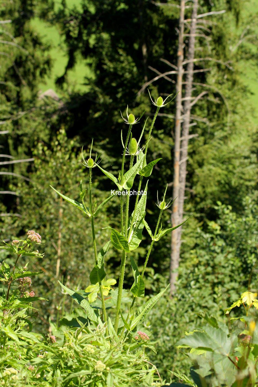 Dipsacus fullonum