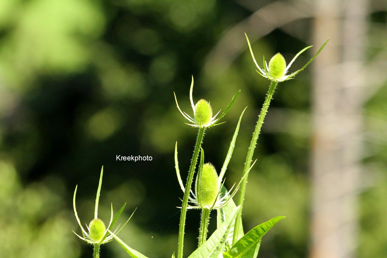 Dipsacus fullonum