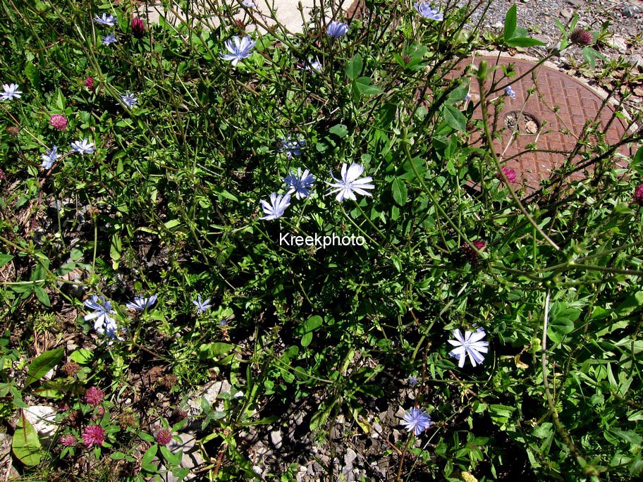 Cichorium intybus