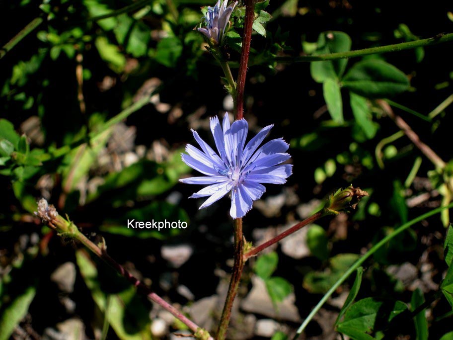 Cichorium intybus