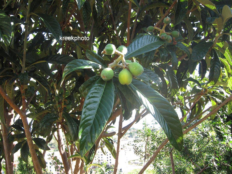 Eriobotrya japonica