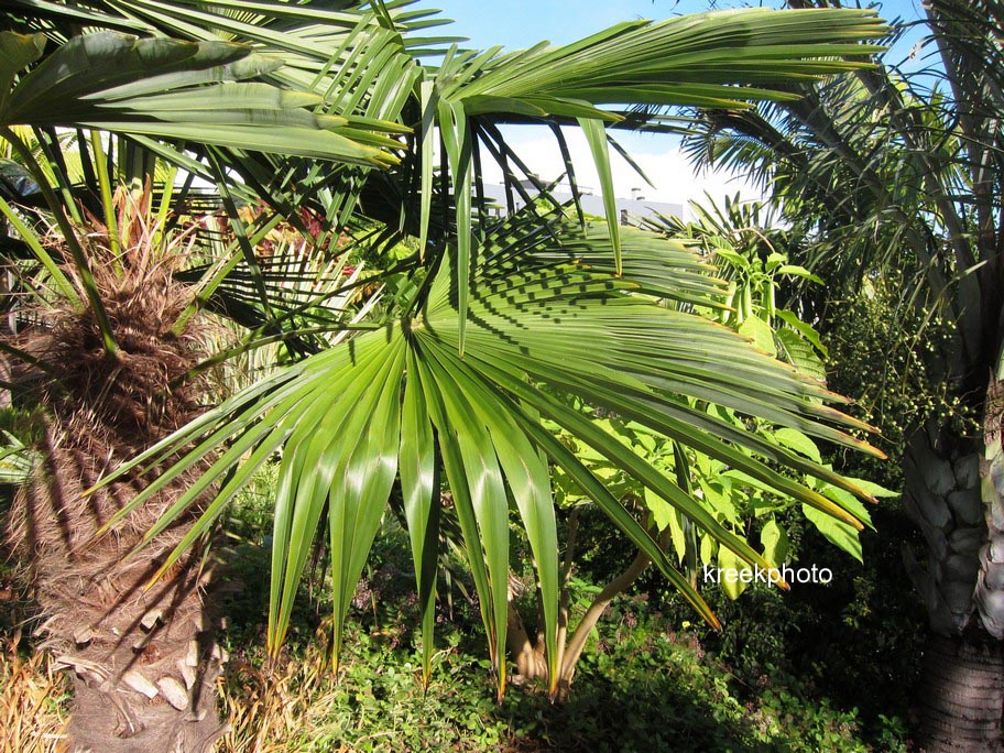 Trachycarpus fortunei