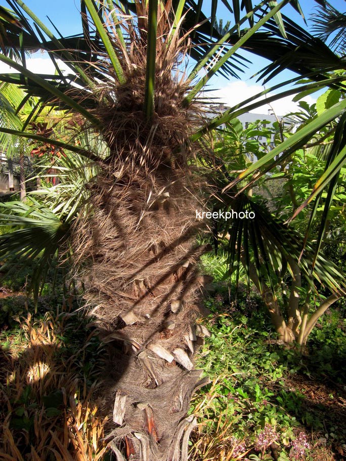 Trachycarpus fortunei