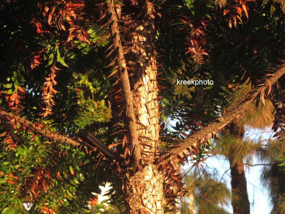 Araucaria araucana