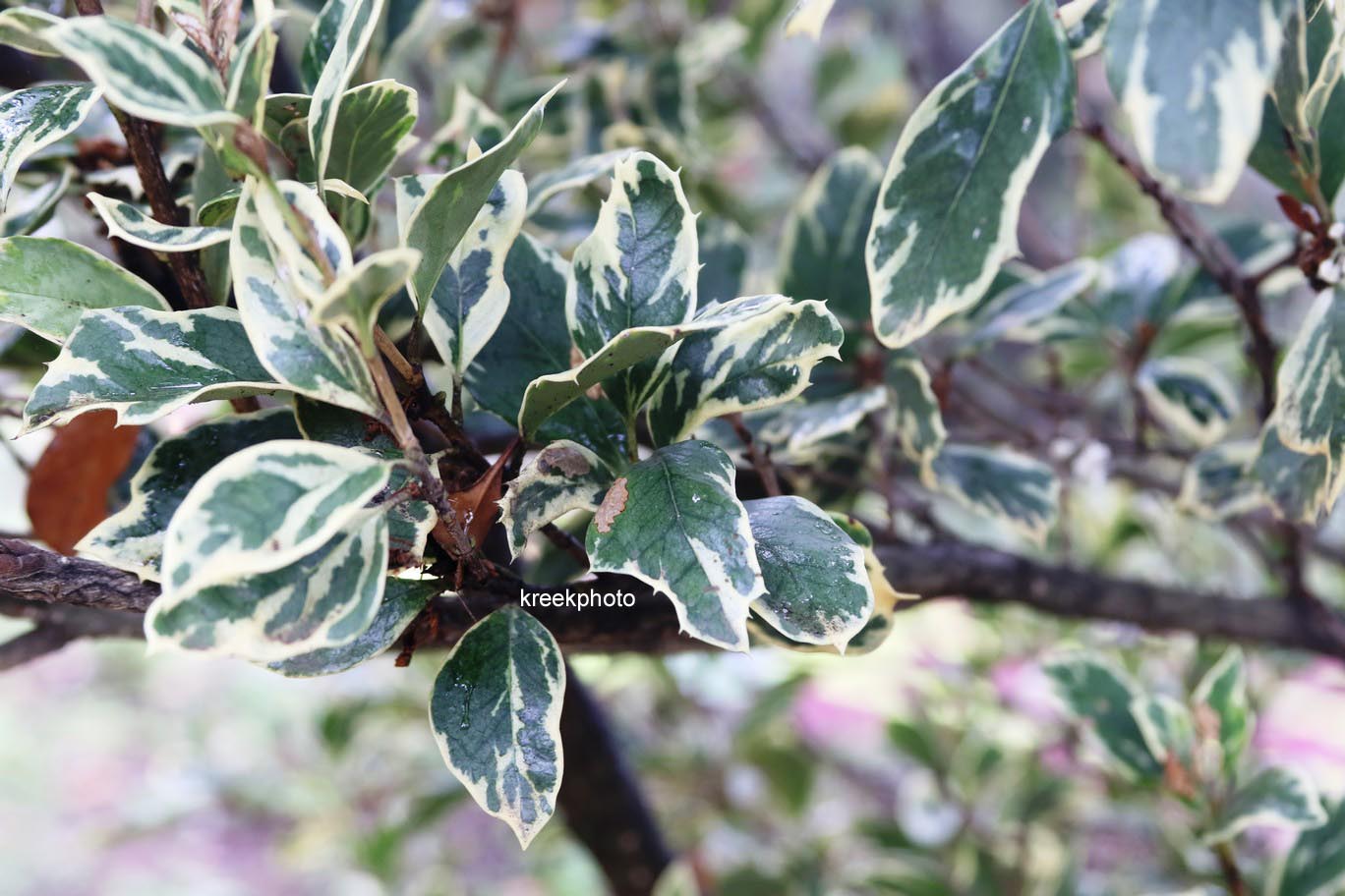 Osmanthus heterophyllus 'Variegatus'