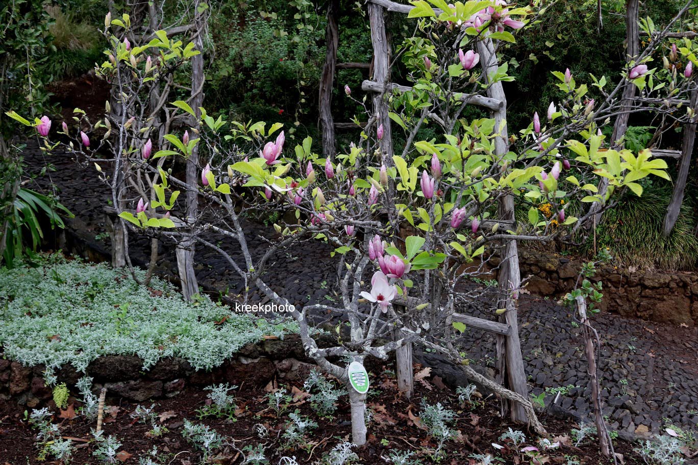 Magnolia soulangeana