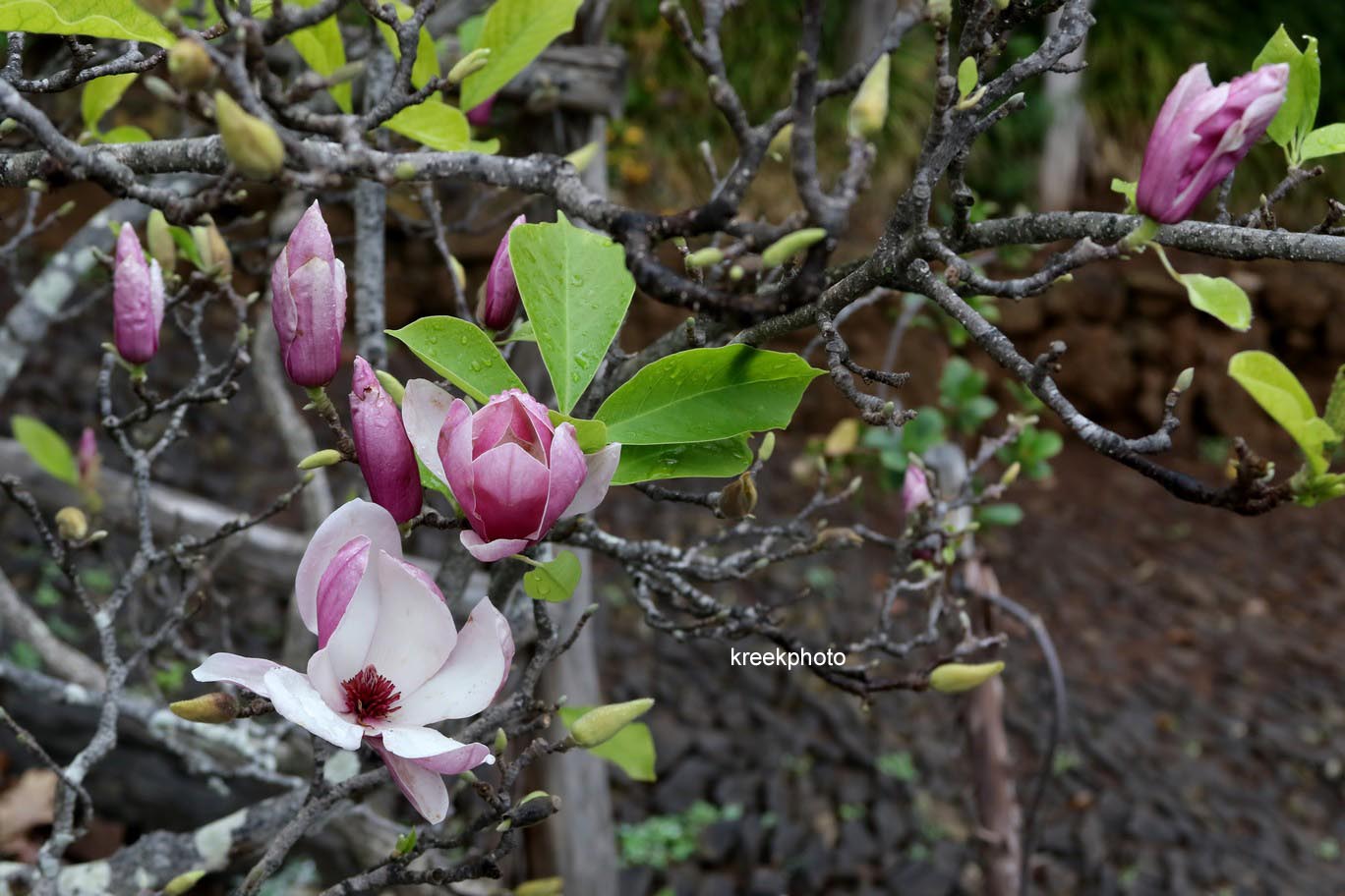 Magnolia soulangeana