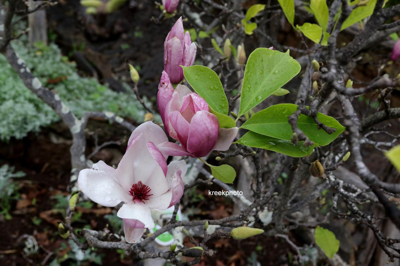 Magnolia soulangeana